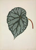 Mein Garten in Ceylon Pl164 - George De Alwis — Ansicht des Kunstwerks