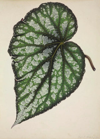 George De Alwis - Mon Jardin a Ceylan Pl187.webp