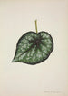 Mein Garten in Ceylon Pl189 - George De Alwis — Ansicht des Kunstwerks