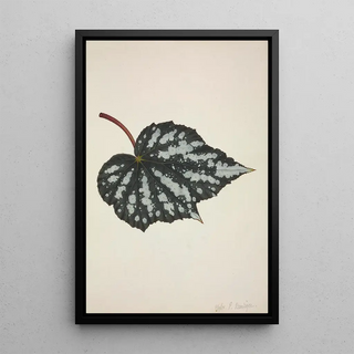 George De Alwis - Mon Jardin a Ceylan Pl191.webp