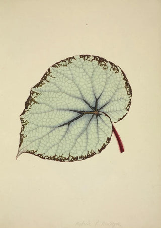 George De Alwis - Mon Jardin a Ceylan Pl195.webp