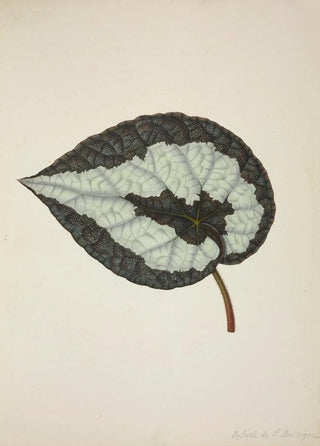 George De Alwis - Mon Jardin a Ceylan Pl205.webp