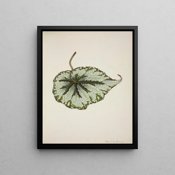 George De Alwis - Mon Jardin a Ceylan Pl208.webp