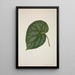 Mein Garten in Ceylan Pl209 - George De Alwis — gerahmtes Bild an der Wand