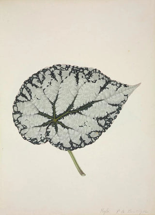 George De Alwis - Mon Jardin a Ceylan Pl212.webp