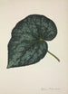 Mein Garten in Ceylon Pl221 - George De Alwis — Ansicht des Kunstwerks