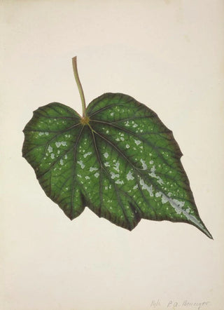 George De Alwis - Mon Jardin a Ceylan Pl222.webp