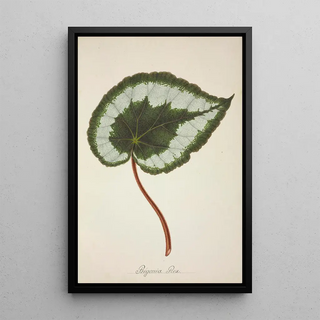 George De Alwis - Mon Jardin a Ceylan Pl223.webp