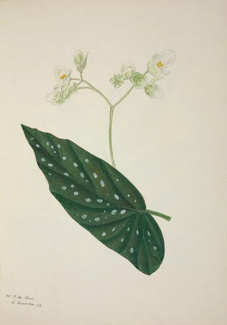 George De Alwis - Mon Jardin a Ceylan Pl257.webp