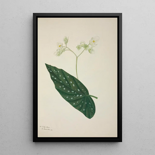 George De Alwis - Mon Jardin a Ceylan Pl257.webp