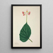Mon Jardin à Ceylan Pl266 - George De Alwis — gerahmtes Bild an der Wand