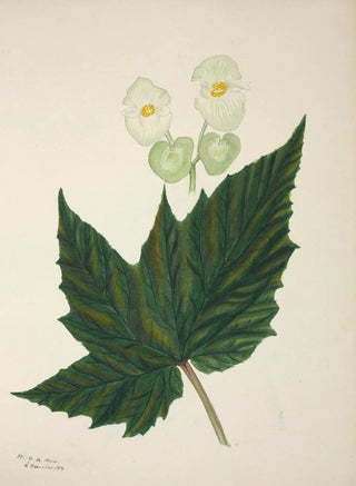 George De Alwis - Mon Jardin a Ceylan Pl267.webp