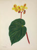 Mein Garten in Ceylon Pl268 - George De Alwis — Ansicht des Kunstwerks