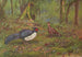 Kaleege mit schwarzem Rücken - George Edward Lodge — Ansicht des Kunstwerks