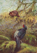 Kaleege à Poitrine Noire - George Edward Lodge — Ansicht des Kunstwerks