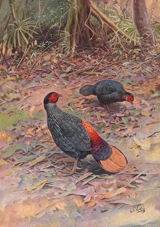 George Edward Lodge - Bornean Crestless Fireback.webp
