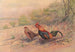 Coq bankiva - George Edward Lodge — Ansicht des Kunstwerks