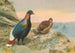 Faisan Impeyan de Sclater - George Edward Lodge — Ansicht des Kunstwerks
