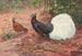 Fasan mit weißem Schwanz - George Edward Lodge — Ansicht des Kunstwerks