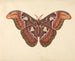 Schmetterling Atlas - George Edwards — Ansicht des Kunstwerks