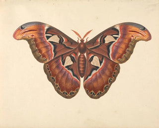 Schmetterling Atlas - George Edwards — Ansicht des Kunstwerks