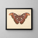 Schmetterling Atlas - George Edwards — gerahmtes Bild an der Wand