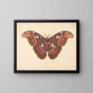 Schmetterling Atlas - George Edwards — gerahmtes Bild an der Wand