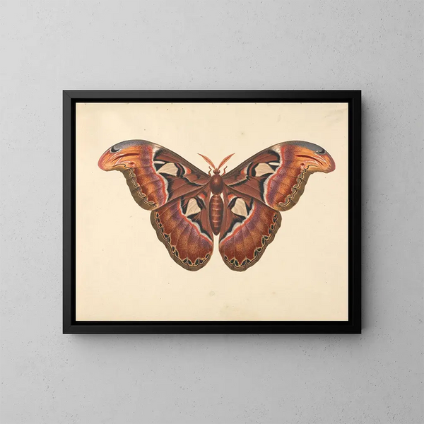 Schmetterling Atlas - George Edwards — gerahmtes Bild an der Wand