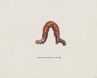 George Hudson - Entomology watercolour Pl003.webp