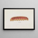 Entomologie Aquarell Pl004 - George Hudson — gerahmtes Bild an der Wand