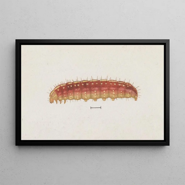 Entomologie Aquarell Pl004 - George Hudson — gerahmtes Bild an der Wand