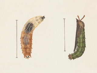 Aquarell der Entomologie Pl012 - George Hudson — Ansicht des Kunstwerks