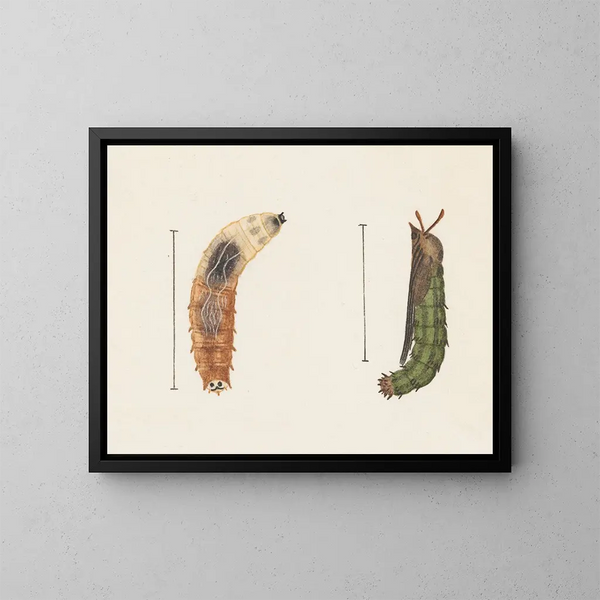 Aquarell der Entomologie Pl012 - George Hudson — gerahmtes Bild an der Wand
