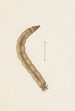 Aquarell der Entomologie Pl015 - George Hudson — Ansicht des Kunstwerks
