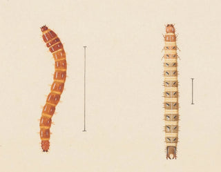 Aquarell-Gemälde der Entomologie Pl018 - George Hudson — Ansicht des Kunstwerks