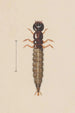 Aquarell der Entomologie Pl021 - George Hudson — Ansicht des Kunstwerks