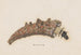 Entomologie Aquarell Pl025 - George Hudson — Ansicht des Kunstwerks