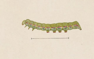 George Hudson - Entomology watercolour Pl026.webp