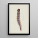 Aquarell der Entomologie Pl027 - George Hudson — gerahmtes Bild an der Wand