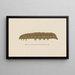 Entomologie Aquarell Pl028 - George Hudson — gerahmtes Bild an der Wand