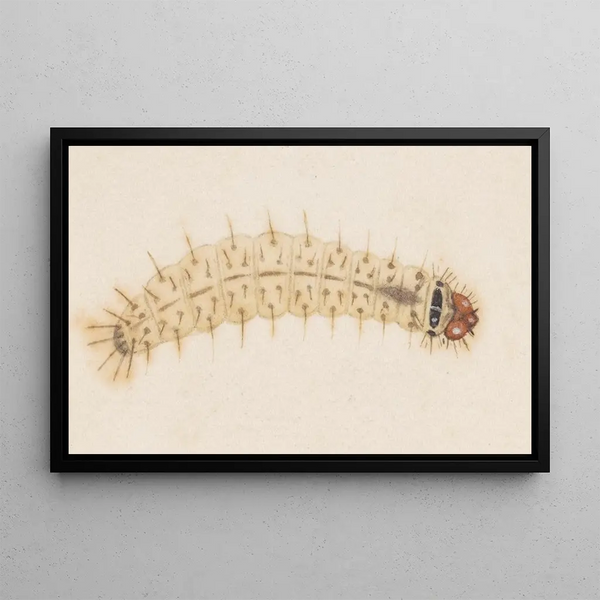 George Hudson - Entomology watercolour Pl032.webp