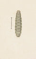Aquarell-Gemälde der Entomologie Pl033 - George Hudson — Ansicht des Kunstwerks