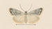 Entomologie Aquarell Pl035 - George Hudson — Ansicht des Kunstwerks