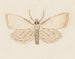 Aquarell der Entomologie Pl036 - George Hudson — Ansicht des Kunstwerks