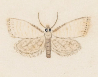 Aquarell der Entomologie Pl036 - George Hudson — Ansicht des Kunstwerks
