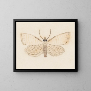 Aquarell der Entomologie Pl036 - George Hudson — gerahmtes Bild an der Wand