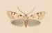 Entomologie Aquarell Pl037 - George Hudson — Ansicht des Kunstwerks