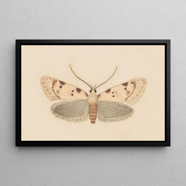 Entomologie Aquarell Pl037 - George Hudson — gerahmtes Bild an der Wand