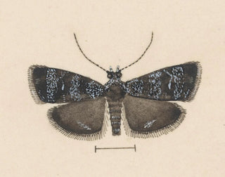 Aquarell der Entomologie Pl044 - George Hudson — Ansicht des Kunstwerks