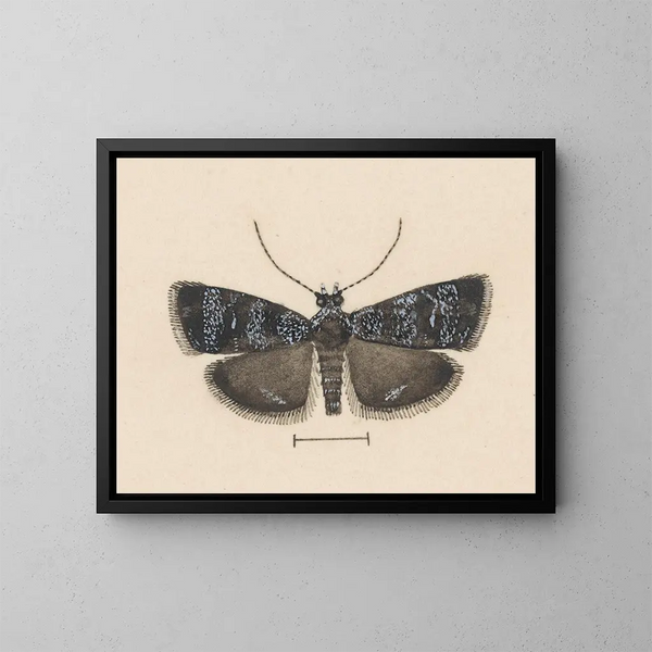 Aquarell der Entomologie Pl044 - George Hudson — gerahmtes Bild an der Wand